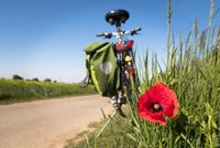 Mohnblume vor Weizen Feld, im Hintergrund Fahrrad mit Tasche, blauer Himmer im Sommer