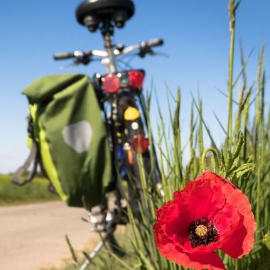 Mohnblume vor Weizen Feld, im Hintergrund Fahrrad mit Tasche, blauer Himmer im Sommer